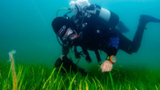 Pictured: A diver working with seagrass in Dale Bay, Wales. Image: WWF/Lewis Jeffries